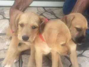 Cachorro raça indefinida idade Abaixo de 2 meses nome Filhotes
