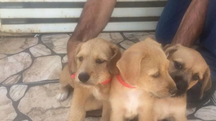 Cachorro ra a indefinida idade Abaixo de 2 meses nome Filhotes
