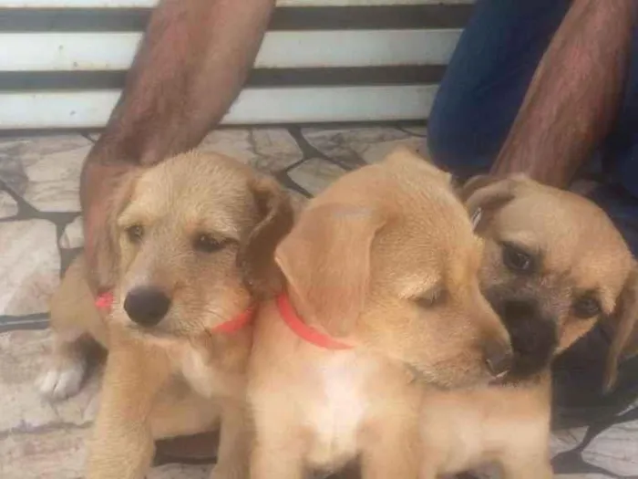 Cachorro ra a indefinida idade Abaixo de 2 meses nome Filhotes