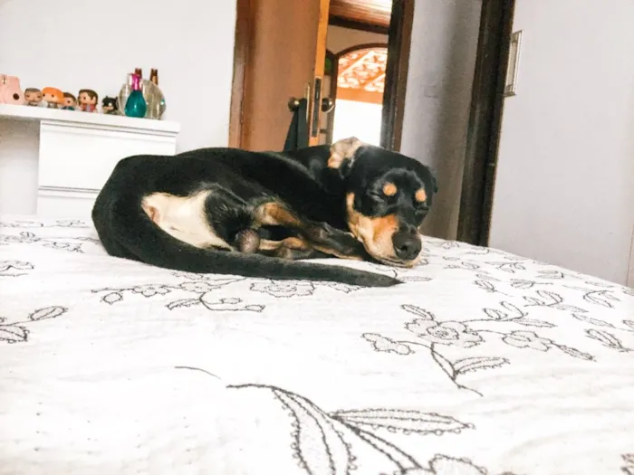 Cachorro raça Vira-lata  idade 1 ano nome Negan