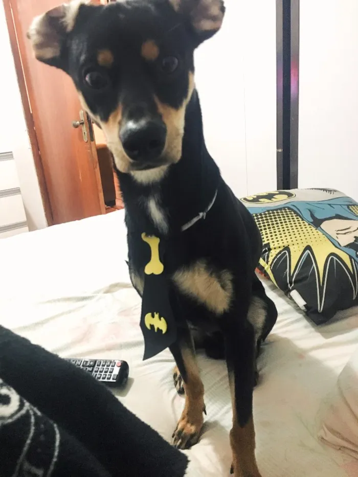 Cachorro raça Vira-lata  idade 1 ano nome Negan
