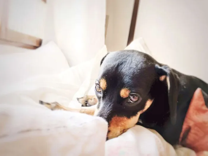 Cachorro raça Vira-lata  idade 1 ano nome Negan