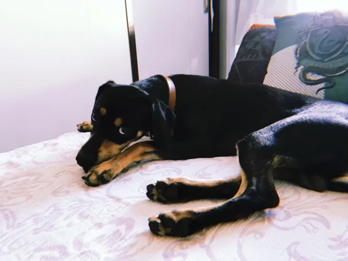 Cachorro raça Vira-lata  idade 1 ano nome Negan