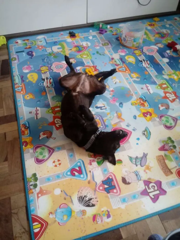 Cachorro ra a Viralata idade 3 anos nome Bel