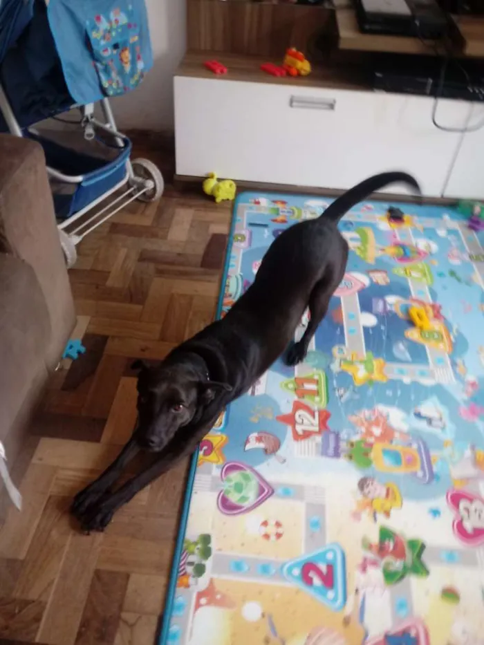 Cachorro ra a Viralata idade 3 anos nome Bel