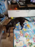 Bel