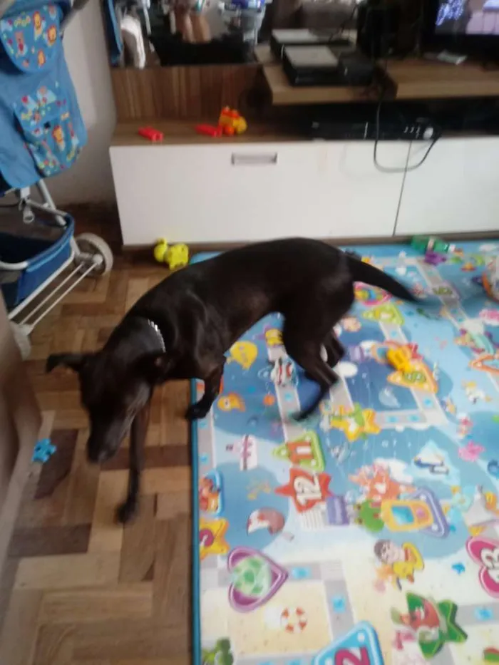 Cachorro ra a Viralata idade 3 anos nome Bel