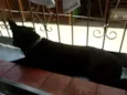 Bel