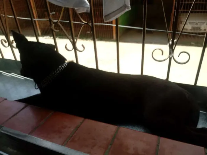 Cachorro ra a Viralata idade 3 anos nome Bel