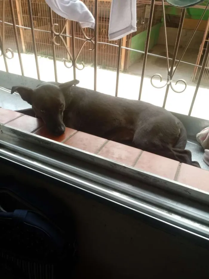 Cachorro ra a Viralata idade 3 anos nome Bel