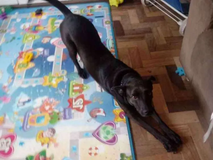 Cachorro ra a Viralata idade 3 anos nome Bel