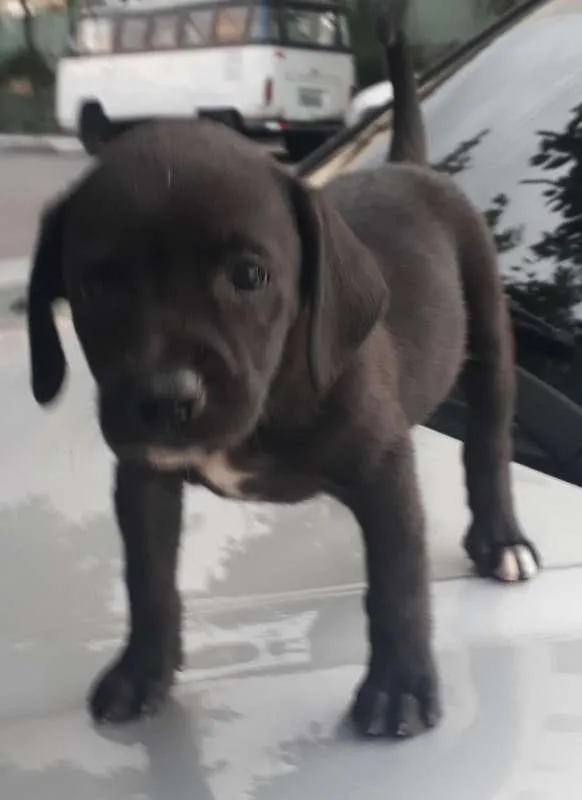 Cachorro ra a  idade 2 a 6 meses nome João e Maria