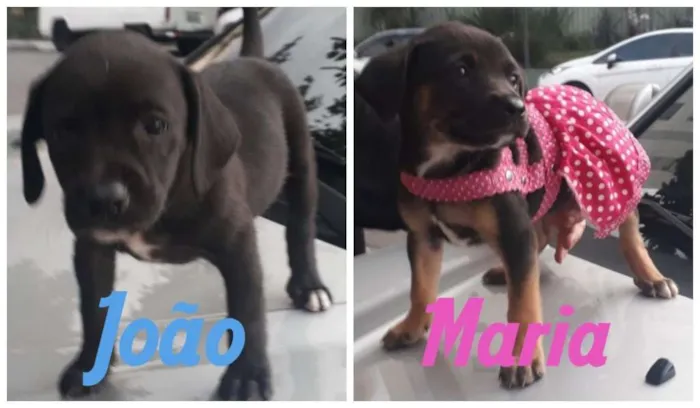 Cachorro ra a  idade 2 a 6 meses nome João e Maria