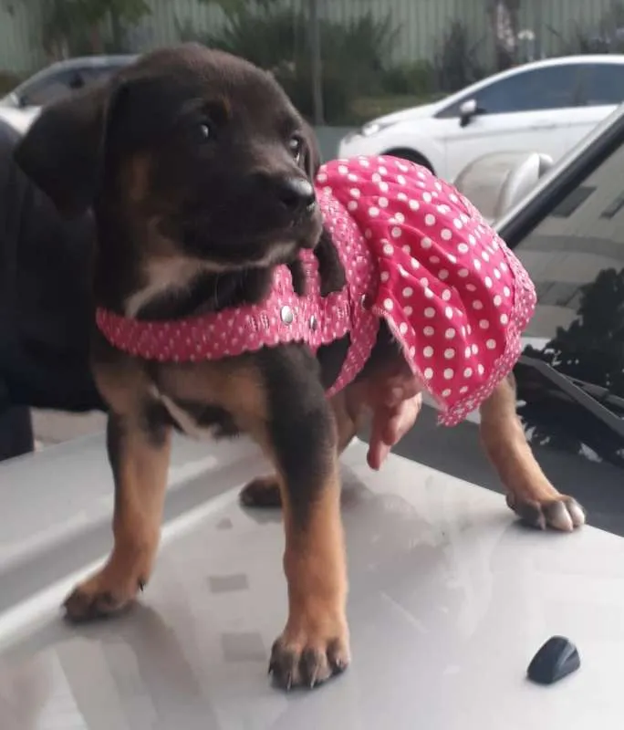 Cachorro ra a  idade 2 a 6 meses nome João e Maria