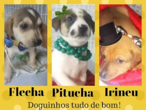 Cachorro raça  idade 2 a 6 meses nome Três anjinhos