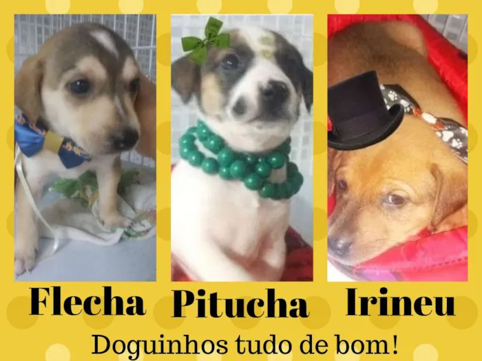 Cachorro ra a  idade 2 a 6 meses nome Três anjinhos