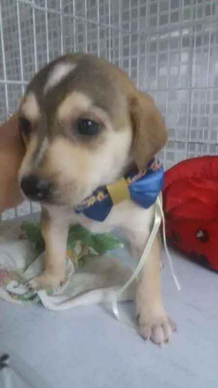Cachorro ra a  idade 2 a 6 meses nome Três anjinhos