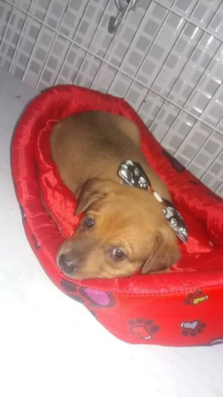 Cachorro ra a  idade 2 a 6 meses nome Três anjinhos