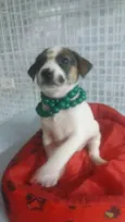 Três anjinhos