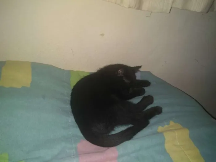 Gato ra a Srd idade  nome Flora e Nick 