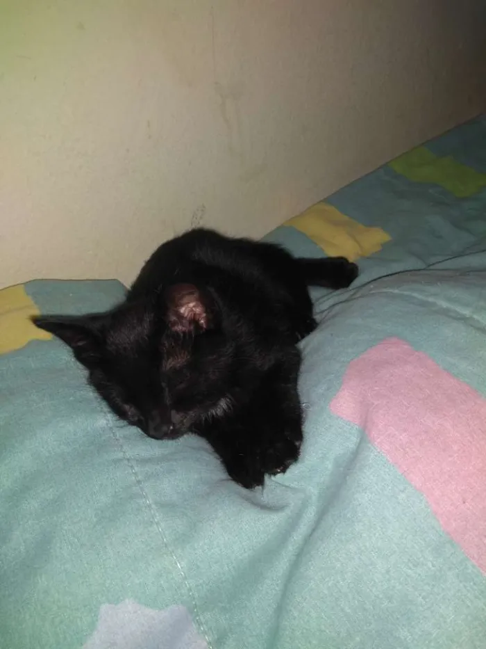 Gato ra a Srd idade  nome Flora e Nick 