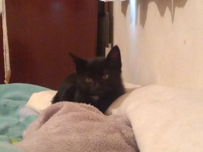 Gato ra a Srd idade  nome Flora e Nick 