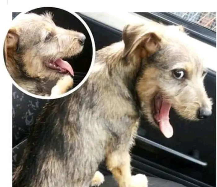 Cachorro ra a  idade 2 a 6 meses nome Laila