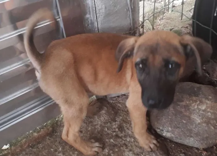 Cachorro ra a  idade 2 a 6 meses nome Tuca