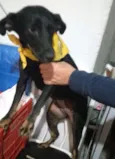 Cachorro raça SRD idade 1 ano nome BELLA