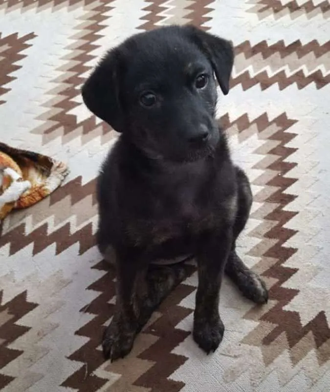 Cachorro ra a  idade 2 a 6 meses nome Naomi