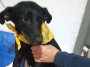 Cachorro raça SRD idade 1 ano nome BELLA
