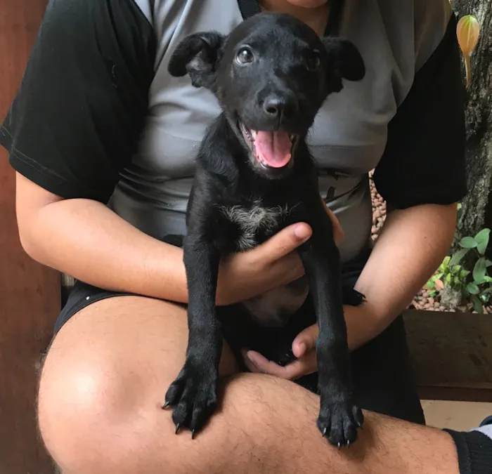 Cachorro raça SRD idade 2 a 6 meses nome Sirius