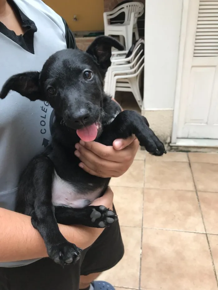 Cachorro raça SRD idade 2 a 6 meses nome Sirius