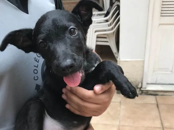 Cachorro raça SRD idade 2 a 6 meses nome Sirius