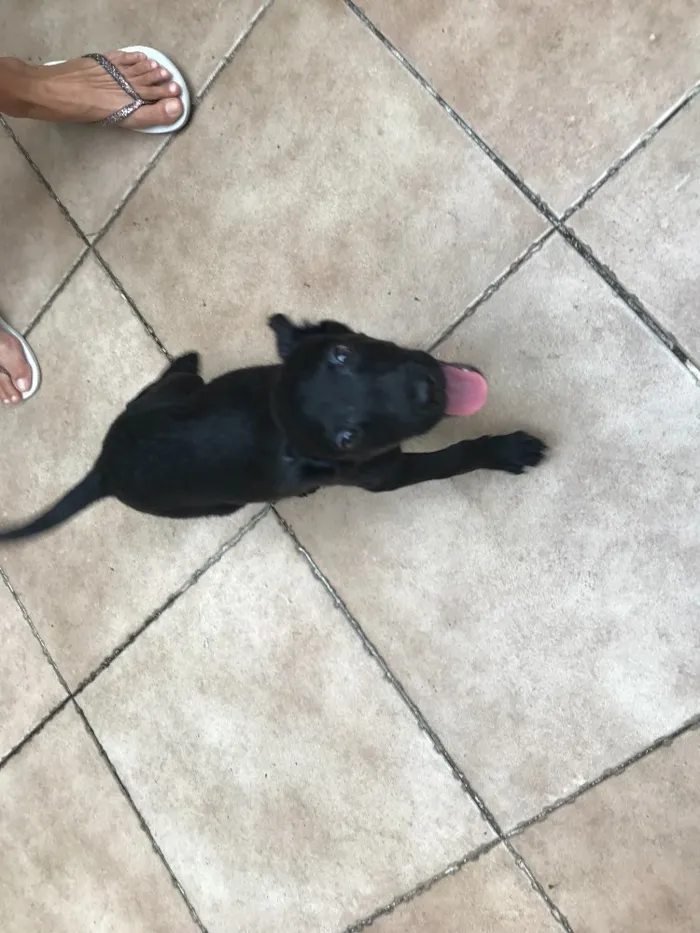 Cachorro raça SRD idade 2 a 6 meses nome Sirius