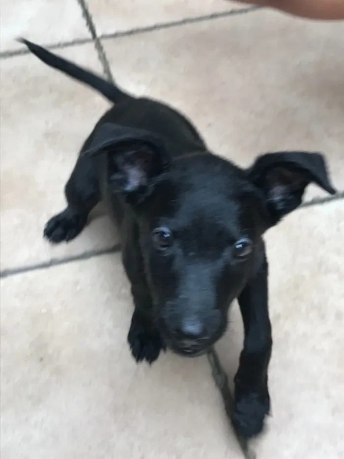 Cachorro raça SRD idade 2 a 6 meses nome Sirius