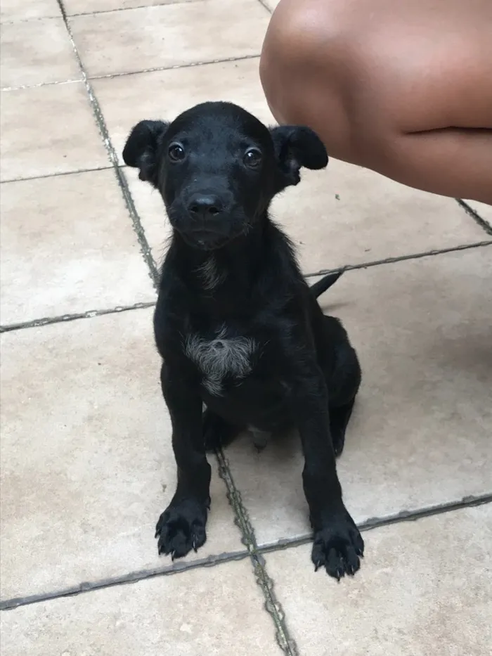 Cachorro raça SRD idade 2 a 6 meses nome Sirius