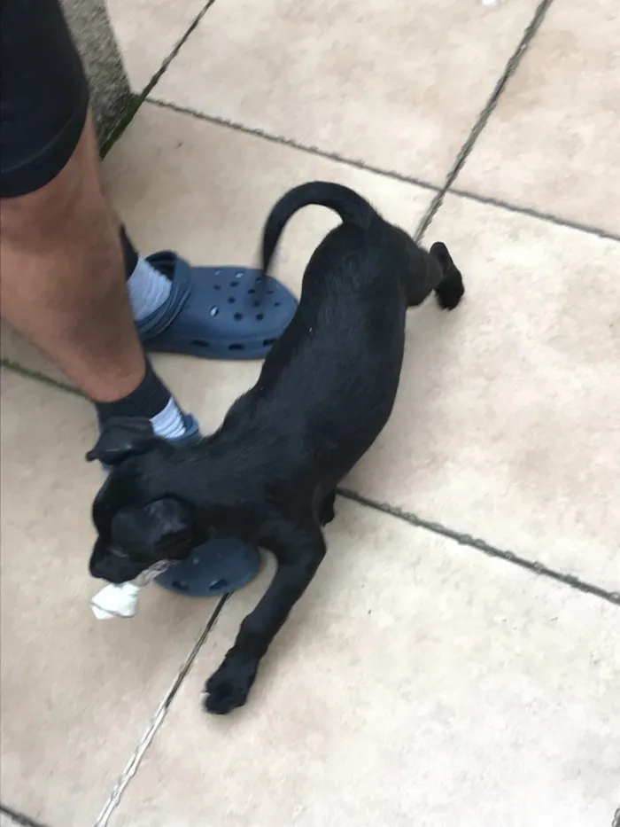 Cachorro raça SRD idade 2 a 6 meses nome Sirius