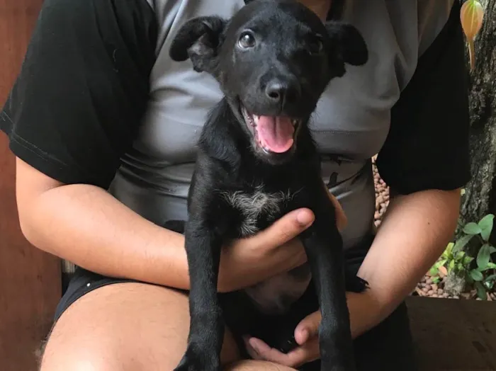 Cachorro raça SRD idade 2 a 6 meses nome Sirius