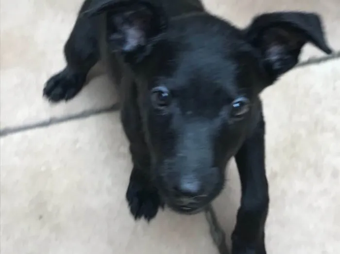 Cachorro raça SRD idade 2 a 6 meses nome Sirius