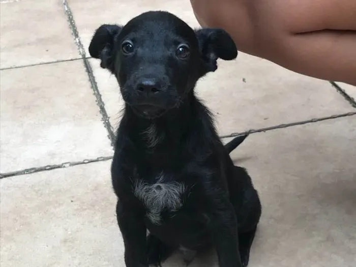Cachorro raça SRD idade 2 a 6 meses nome Sirius