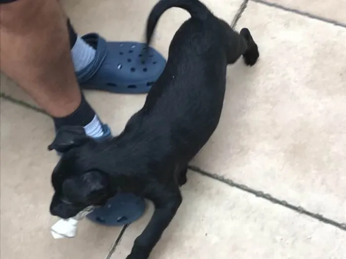 Cachorro raça SRD idade 2 a 6 meses nome Sirius