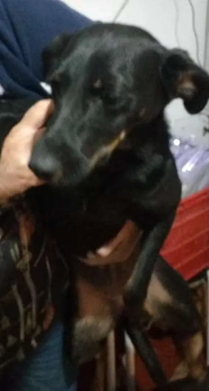 Cachorro ra a SRD idade 2 a 6 meses nome TETECO