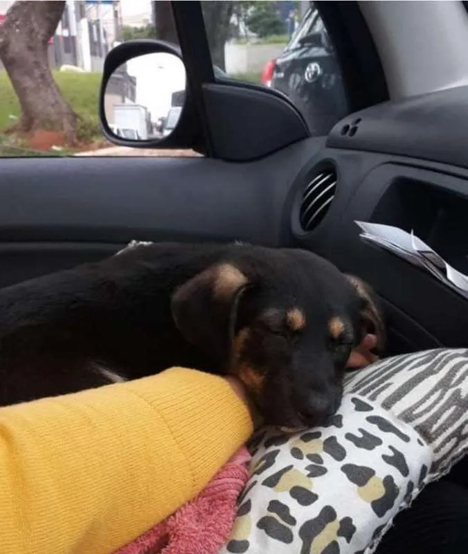 Cachorro ra a SRD idade 2 a 6 meses nome TETECO