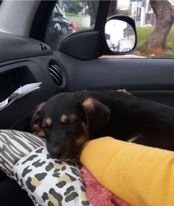 Cachorro ra a SRD idade 2 a 6 meses nome TETECO