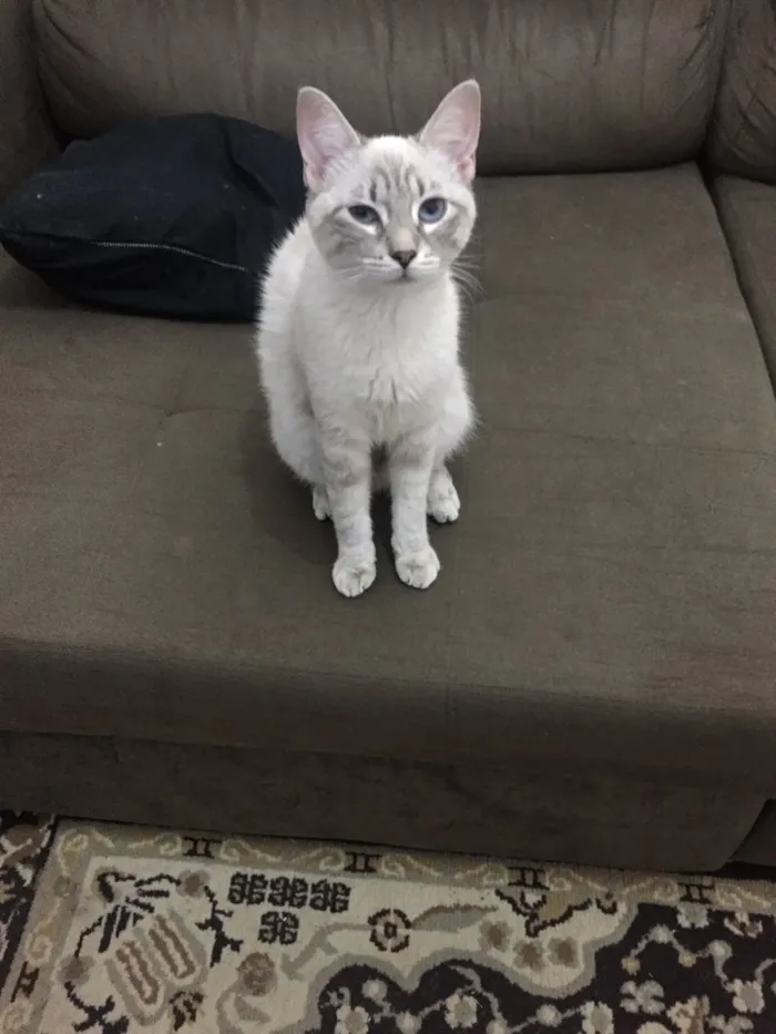 Gato raça SRD idade 7 a 11 meses nome Salem, Saori, Goku