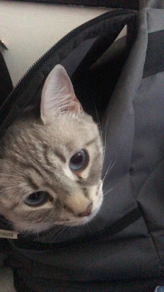Gato raça SRD idade 7 a 11 meses nome Salem, Saori, Goku