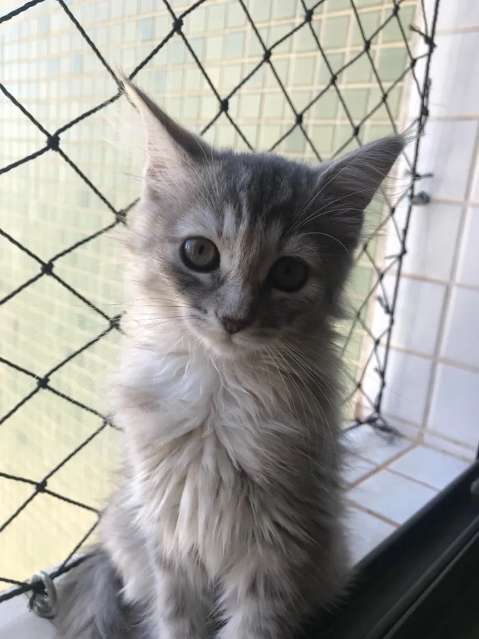 Gato raça SRD idade 7 a 11 meses nome Salem, Saori, Goku