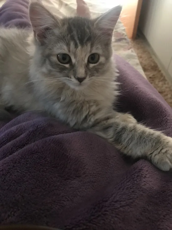 Gato raça SRD idade 7 a 11 meses nome Salem, Saori, Goku