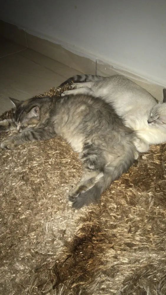 Gato raça SRD idade 7 a 11 meses nome Salem, Saori, Goku